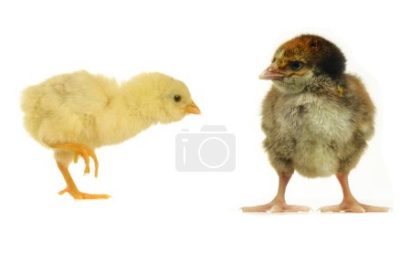 Poussins