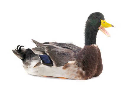 Canard
