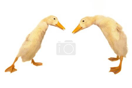 Canard sur fond blanc