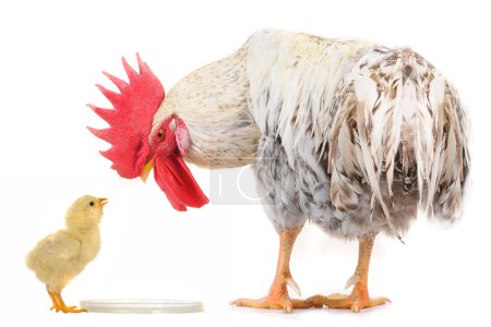 bite et poussin 
