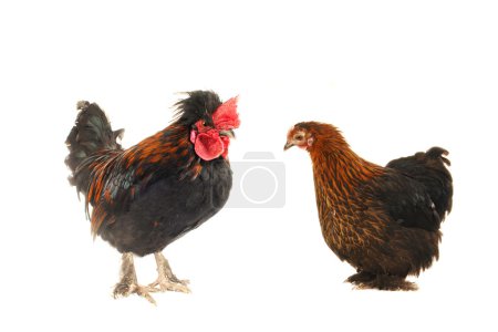 Coq et poule 