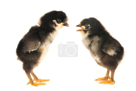 Poussin.