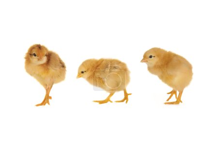 Poussin