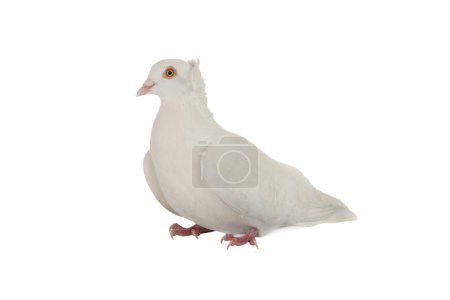 colombe