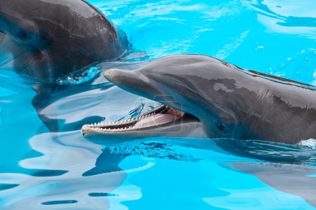 delfines