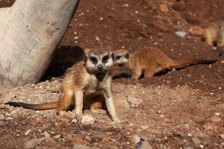 Meerkat dans le zoo 