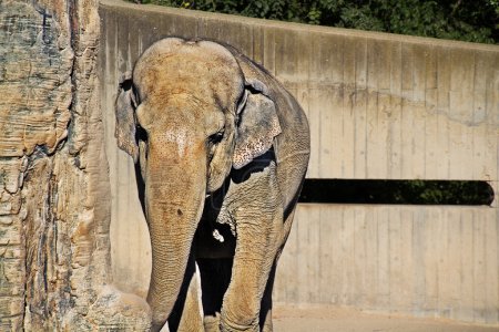 Promenade des éléphants 