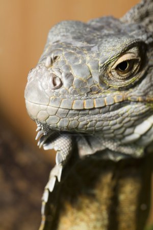 Iguane lézard 