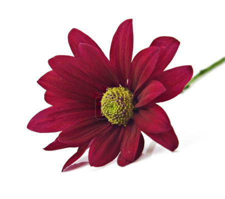 Fleur de chrysanthème rouge profond sur fond blanc pur avec espace pour le texte 
