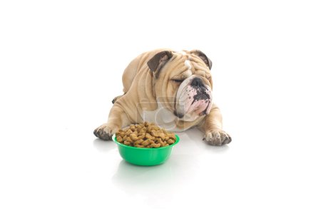 Bulldog anglais avec de la nourriture sèche 