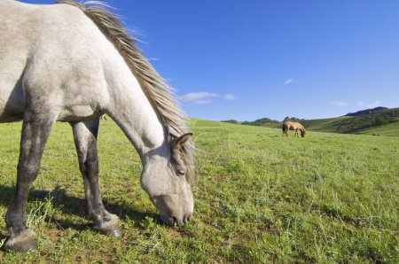 Pâturage des chevaux 