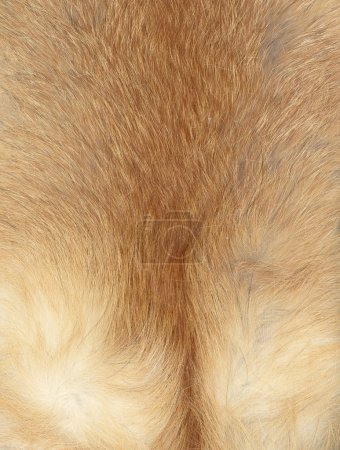 fourrure de renard