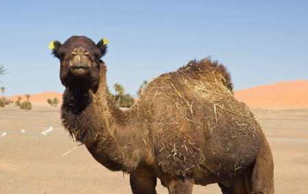 Camel caravane à Merzouga, Maroc 