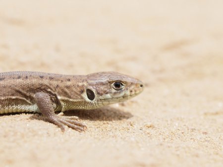 Lézard vert d'Europe, juvénile, Lacerta viridis 