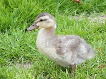 Jeune canard mange prairie d'herbe verte 