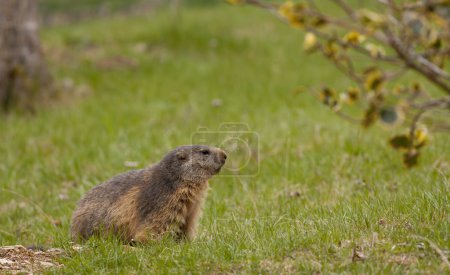 marmotte