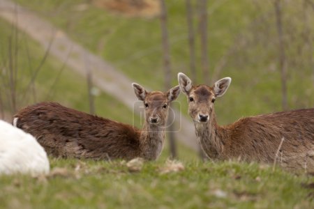 Chamois