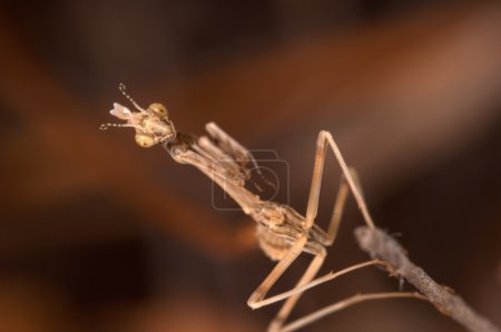 Mantis (Empusa pennata) )