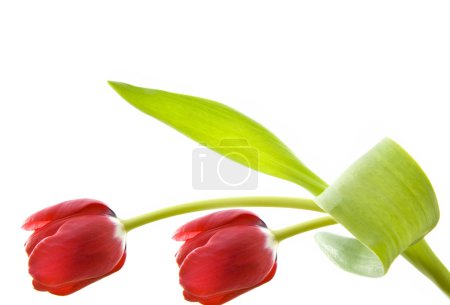 Tulipe néerlandaise 