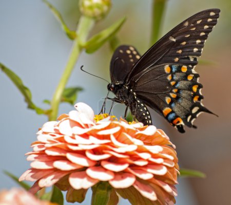 Papillon hirondelle noire de l'Est se nourrissant de Zinnia rose 
