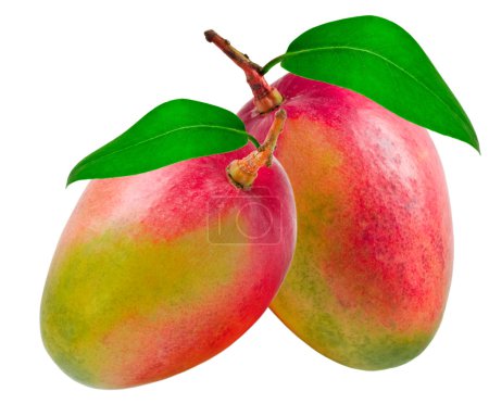mangue