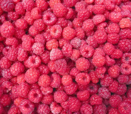 Gros plan framboise - fond de baies 