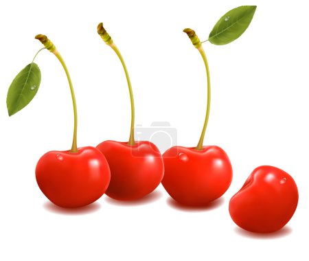 Cerises douces avec des feuilles. Vecteur .