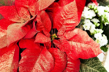 poinsettia