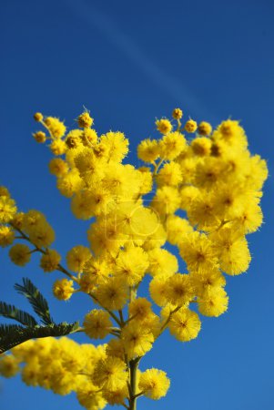 Fleur de mimosa 639 