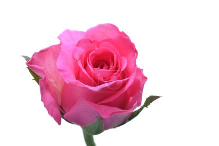 Rose rose 