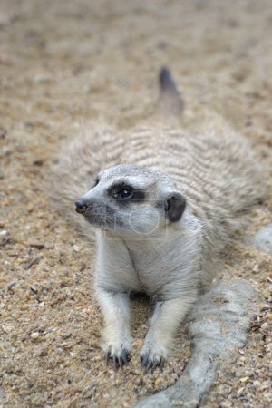Meerkat