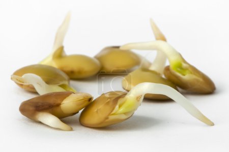 Haricots germés et lentille en gros plan 