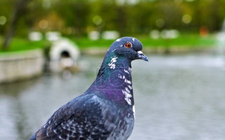 Portrait de pigeon près de l'étang du parc .