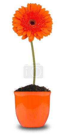 Fleur de printemps 