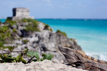 Iguana et pyramide .