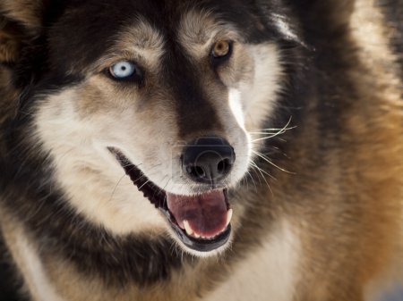 Loup