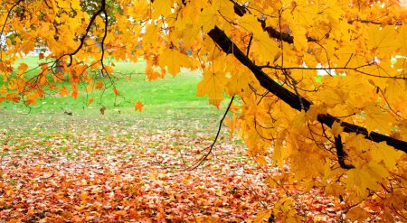 Feuilles tombées 