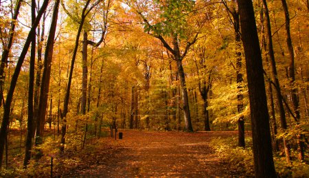 forêt d'automne