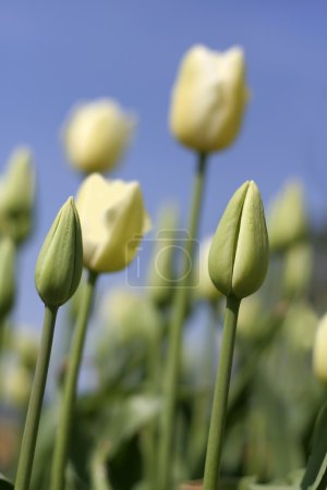 Tulipes et bourgeons blancs 