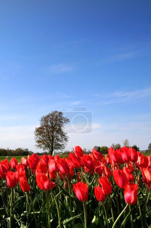 Tulipes rouges 