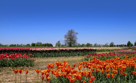 Fond de fleur de tulipe 