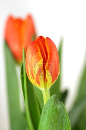 tulipes