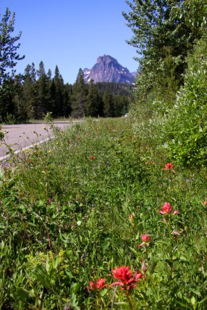 Fleurs sauvages par la route 