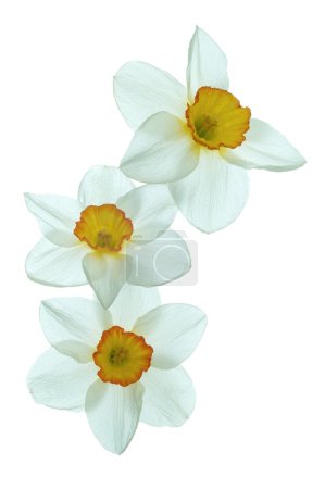 Fleurs de jonquille 