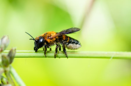 Abeille coupante dans la nature macro-verte 