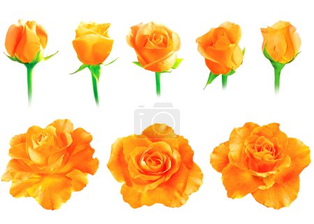 Ensemble de roses fraîches isolées 
