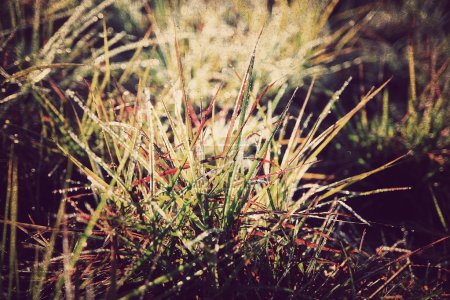 Herbe fond papier abstrait, Style vintage 