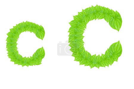 Alphabet anglais à partir de feuilles vertes 