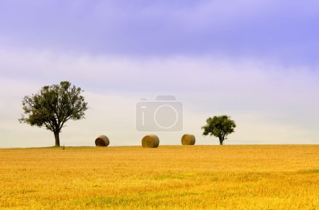 les balles d'arbre et de paille 