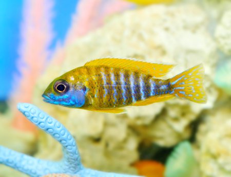 Poissons d'aquarium 